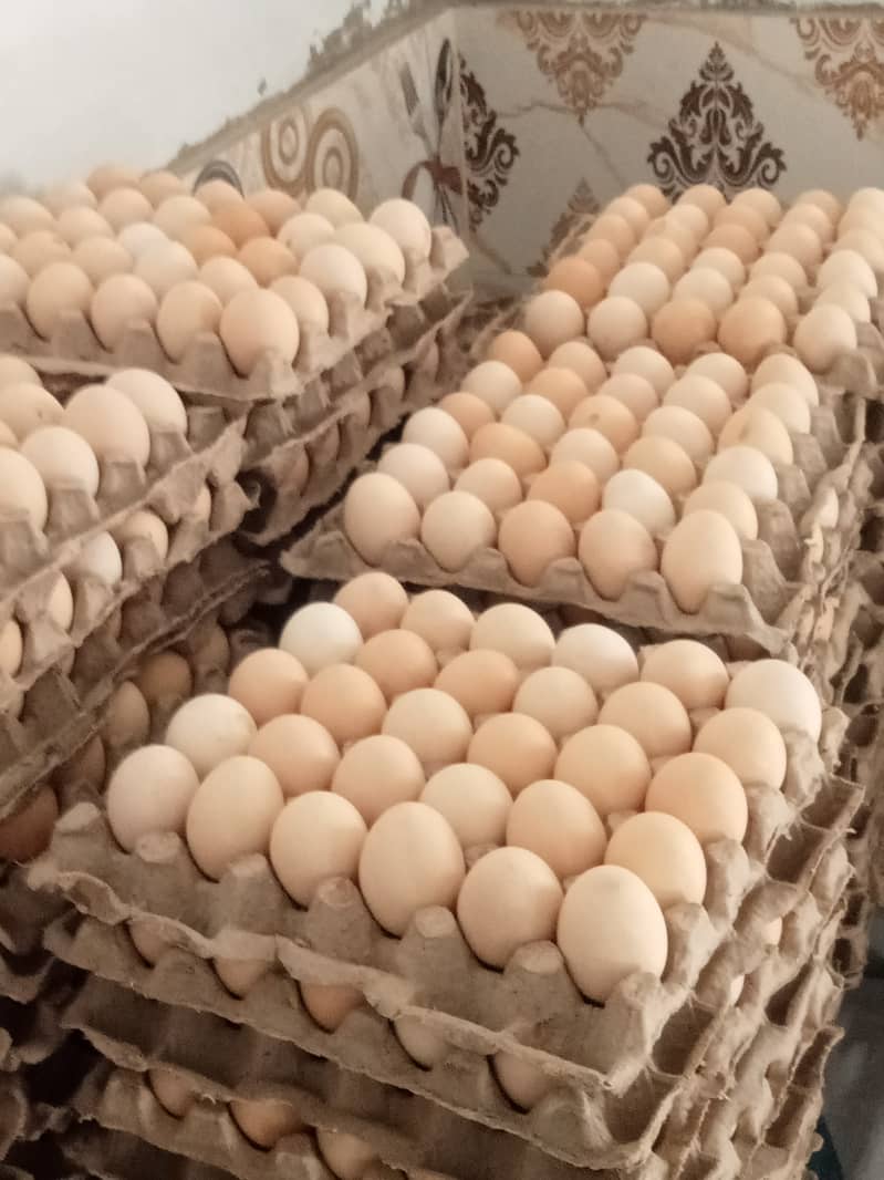 Desi hens for eggs in Jhelum fully vicinited for sale 4