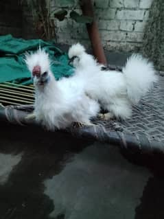 silky hens for sale