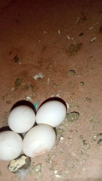 breeding pair milaga egg wala 17