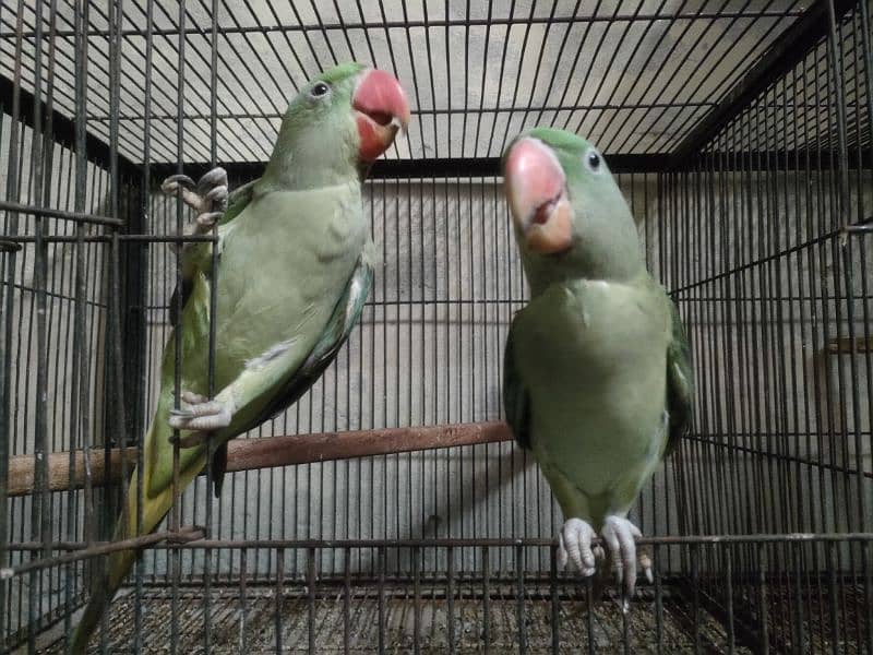 Bird pair for sale 34000 6