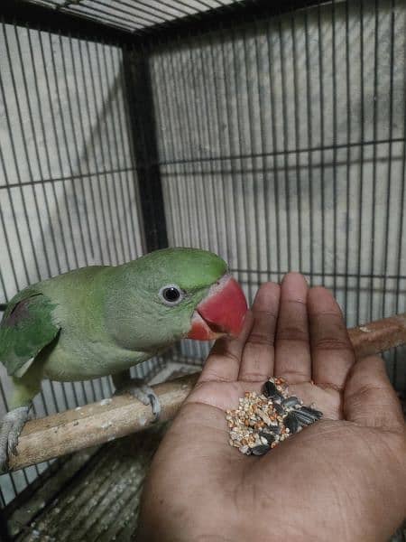 Bird pair for sale 34000 7