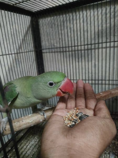 Bird pair for sale 34000 8