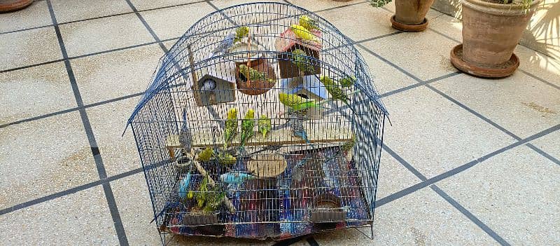 Budgies for sale 0