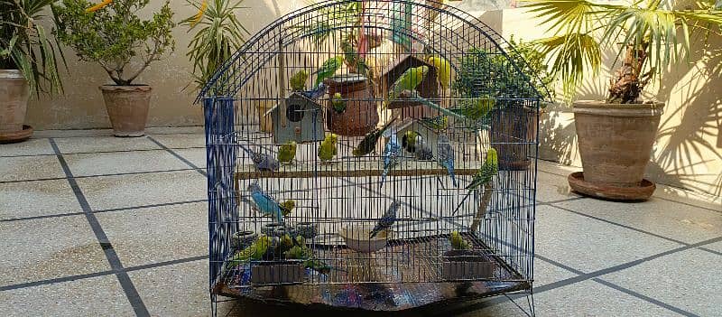 Budgies for sale 1