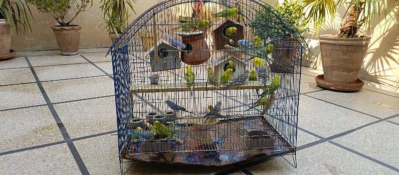 Budgies for sale 2