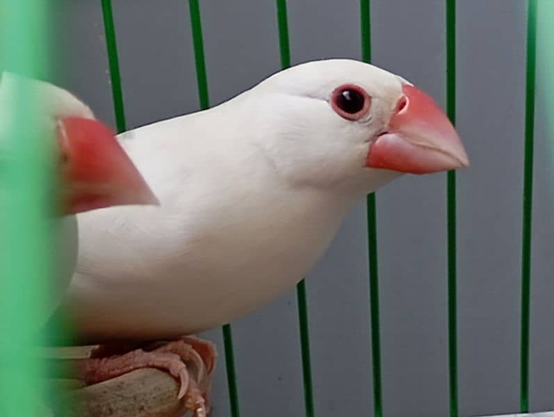 white java ready to breed pair 2