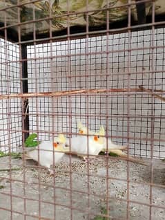 cockatiel parrot