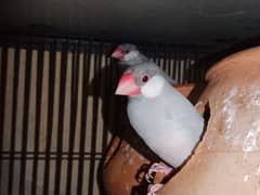 Java bird just 3500 ka breeder pair