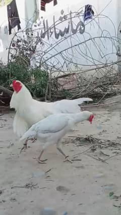 Aseel heera paper white  pair k eggs for sell 0