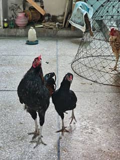 Aseel Mianwali chicken Male Female for sale