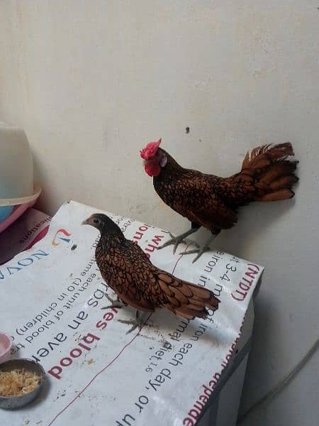 Golden sebright pair for sale 0