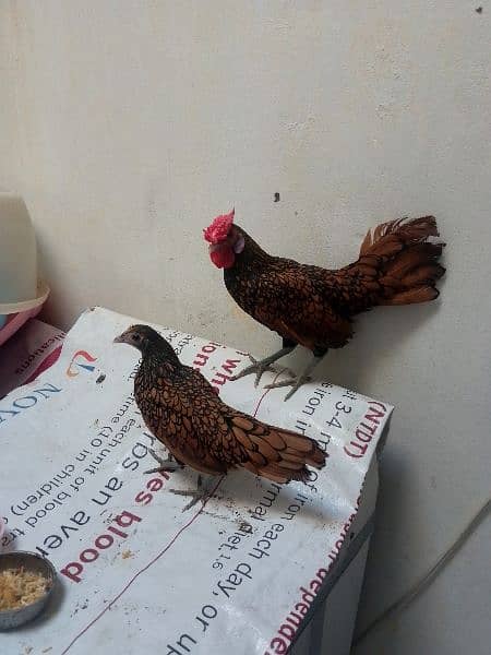 Golden sebright pair for sale 1