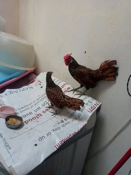 Golden sebright pair for sale 2