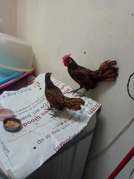 Golden sebright pair for sale 3