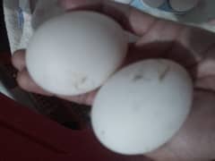 duck eggs 0