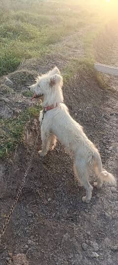 poodle dog white