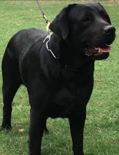 Labrador male for sale
age 1 year
full vaccination
full healthy