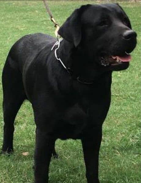 Labrador male for sale
age 1 year
full vaccination
full healthy 0