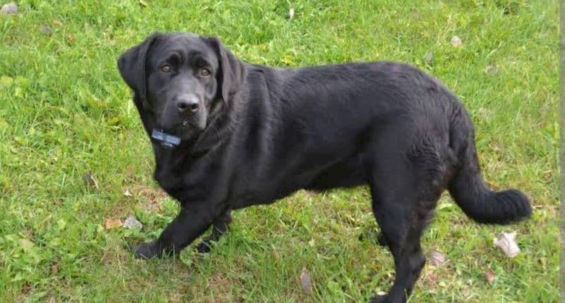 Labrador male for sale
age 1 year
full vaccination
full healthy 1