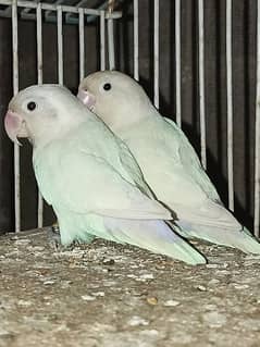 Pastelino, Parblue and Blue Personata Lovebirds