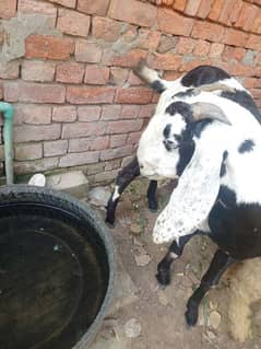 Gabban Goat 4 Sale