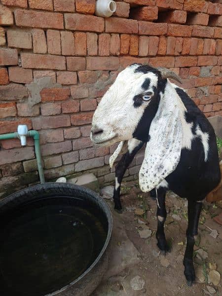 Gabban Goat 4 Sale 1