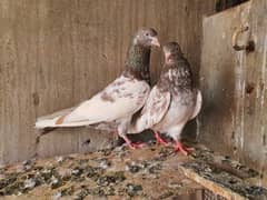 Indian Tamra/Lakha pair for sale.