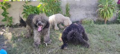 3 german poodle 2 male and one female for sale