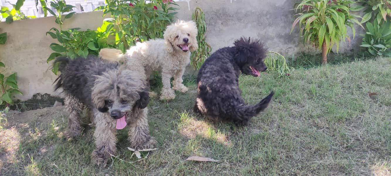 3 german poodle 2 male and one female for sale 2