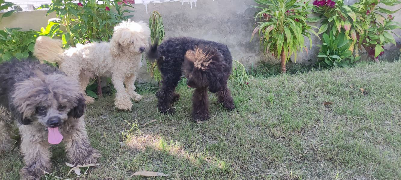 3 german poodle 2 male and one female for sale 3