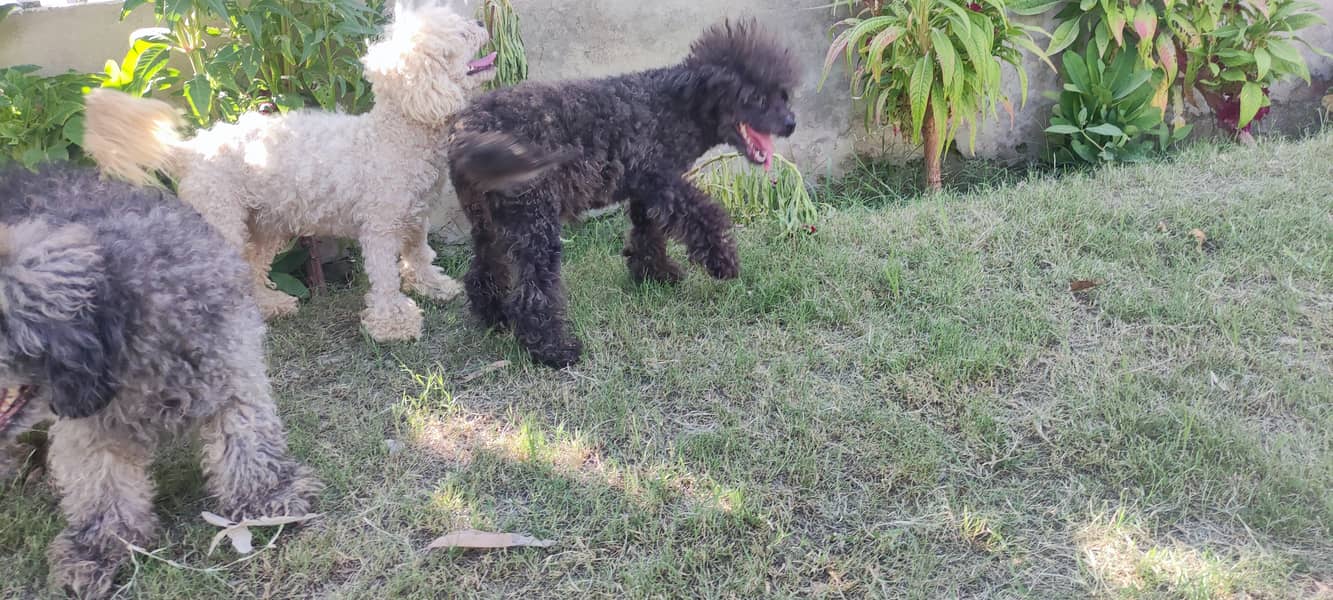 3 german poodle 2 male and one female for sale 4