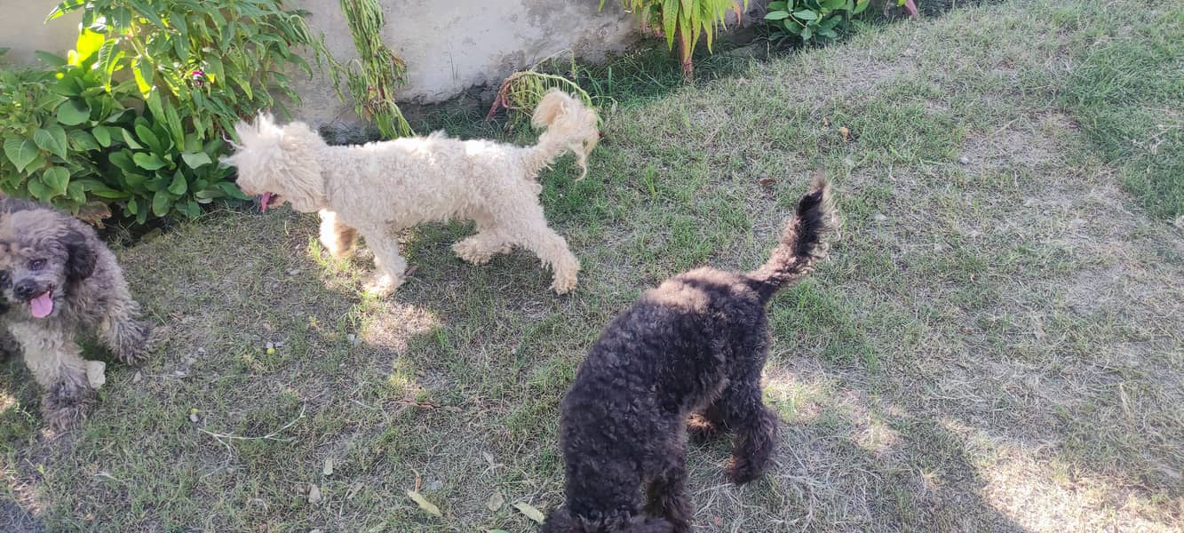 3 german poodle 2 male and one female for sale 5