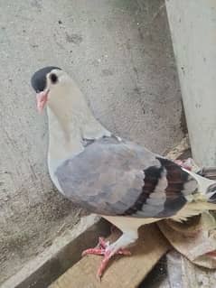 Sherazi breeder pair for sell