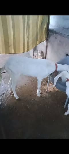 bakri nasal ki hobot achi hai