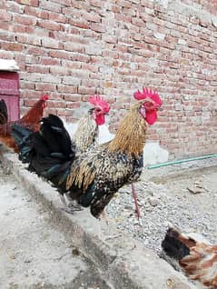 I have 6 male desi hen males . . . . . he his healthy and home breed 0