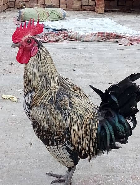 I have 6 male desi hen males . . . . . he his healthy and home breed 1