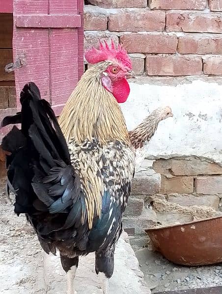 I have 6 male desi hen males . . . . . he his healthy and home breed 2