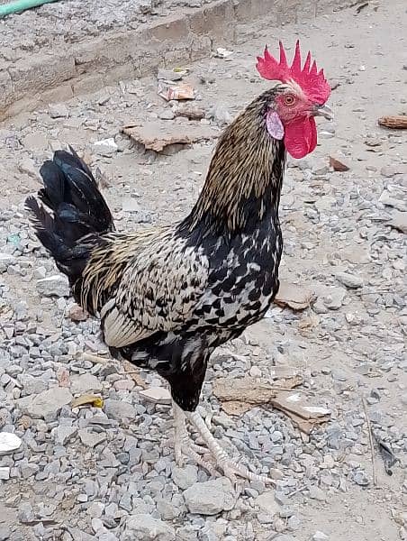 I have 6 male desi hen males . . . . . he his healthy and home breed 3