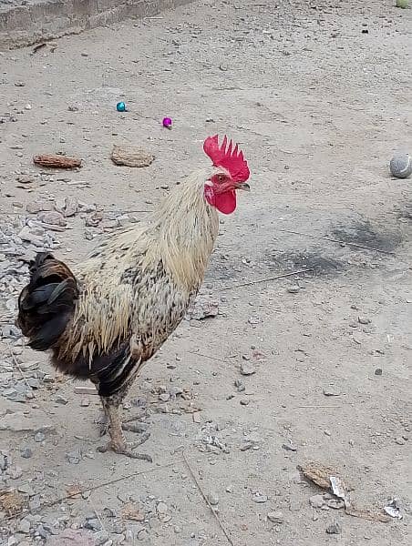 I have 6 male desi hen males . . . . . he his healthy and home breed 4