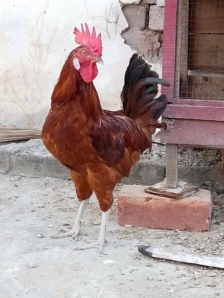 I have 6 male desi hen males . . . . . he his healthy and home breed 5