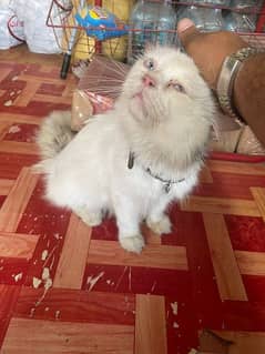 Persian cat