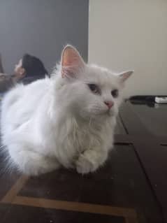 persian cat 0