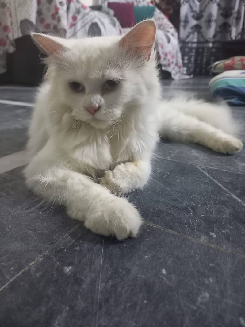 persian cat 1