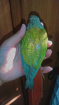 cinemone green cheek conure bird