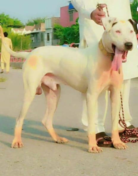 Pure bully Gultair dog for sale 3