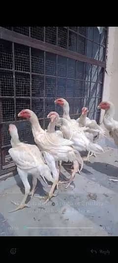 White O Shamo / Aseel Shamo / O shamo / Shamo Male for sale