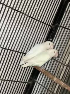 Albino black eyes split ino breeder pair 03134247120