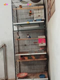 03007419408 lovebird 03pair