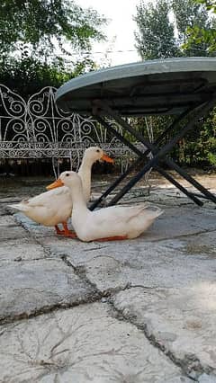 Young Pair of White Ducks for Sale