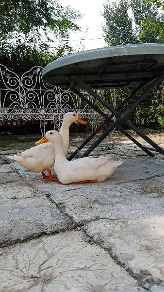 austrailan young ducks pair 0